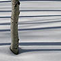 Aspen Shadows