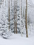 Snow covered trees in Steamboat, CO.