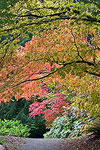 Fall in the Seattle Arboretum.