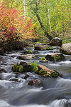 Fall colors along Mill Creek in Lundy Canyon in the Eastern Sierras.