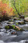 Fall colors in Lundy Canyon in the Eastern Sierras.