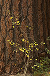 A small aspen in front of a large ponderosa pine in Lee Vining Canyon in the Eastern Sierras.