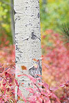 An Aspen trunk surrounded by Fall color.