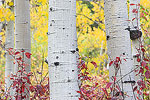 Aspen trunks surrounded by Fall color.