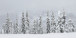 Fresh snow in trees after a storm in the Cascade Mountains.