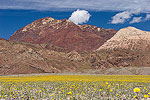 Desert Gold blooms all over Death Valley National Park after an unusually rainy winter.