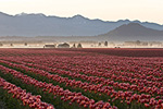 An early spring morning in Skagit Valley, WA.