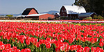 A couple red barns beyond a field of red tulips.  Skagit Valley, WA.