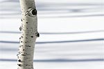 Aspen trunk and shadows in fresh snow in Steamboat, CO.