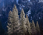 Pine trees lit up by the morning sun in Yosemite National Park, CA.