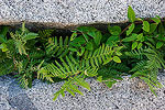 Ferns growing out of a crack in granite. Yosemite National Park, CA.