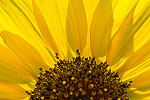 Backlit sunflower in Zion National Park, UT.