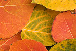 Colorful Aspen leaves.