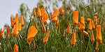 California Poppies closed on a breezy day at the Antelope Valley California Poppy Reserve.
