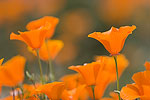 California Poppies growing in Short Canyon outside Ridgecrest, CA.