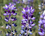 Lupine growing in Short Canyon outside Ridgecrest, CA.