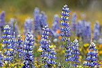 Lupine and Daisies in a field of wildflowers in the coastal mountains of Central California.