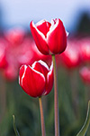 A pair of red and white tulips.  Skagit Valley, WA.