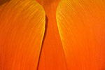 Orange tulip petals.  Skagit Valley, WA.