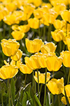 Yellow tulips on a bright sunny day.  Skagit Valley, WA.