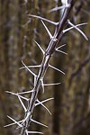 Close-up of thorns on an Ocotillo branch.  Tucson, AZ.
