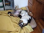 Asleep on his bed and snoring.