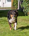 Charlie loves playing fetch with tennis balls.