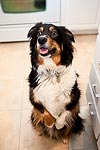 Charlie patiently waiting for a snack in the kitchen while I try out my new 35mm f/2.0 lens.