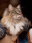 Here is Gus hanging out on the back of the couch posing for me so I could test out my new 85mm f/1.8 lens.