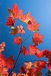 Red maple leaves against a deep blue sky.  Alpine Lakes Wilderness, WA
