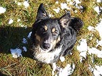 Charlie waiting patiently for me to throw a snow ball.